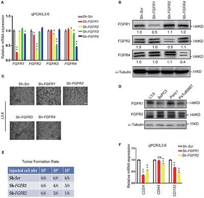 Corrigendum: An FGFR/AKT/SOX2 Signaling Axis Controls Pancreatic Cancer Stemness